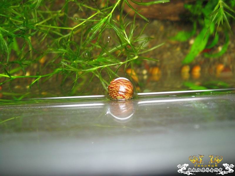 朋友送的石蜑螺和金鼓据说很容易淡化...