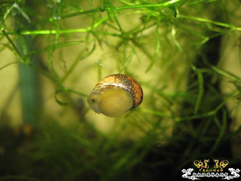 朋友送的石蜑螺和金鼓据说很容易淡化...