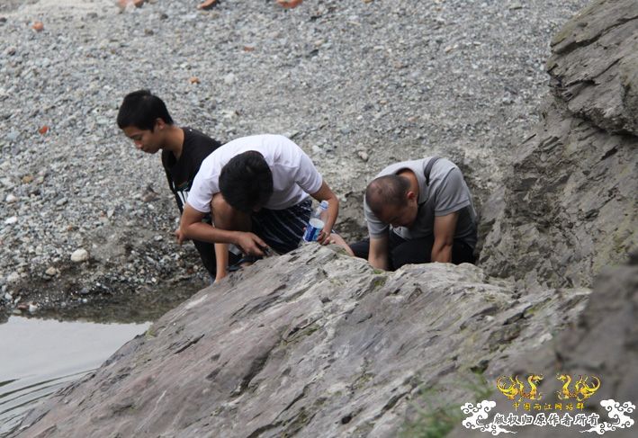 化石，要看野采化石的进来。