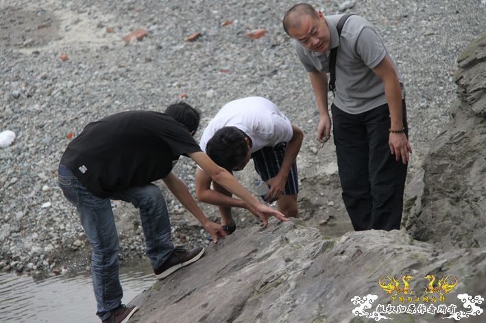 化石，要看野采化石的进来。