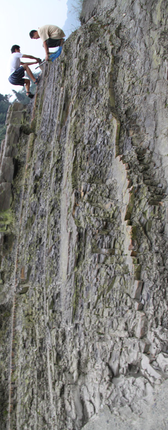 化石，要看野采化石的进来。