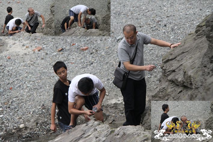 化石，要看野采化石的进来。