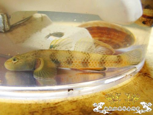 什么虾虎？SP？