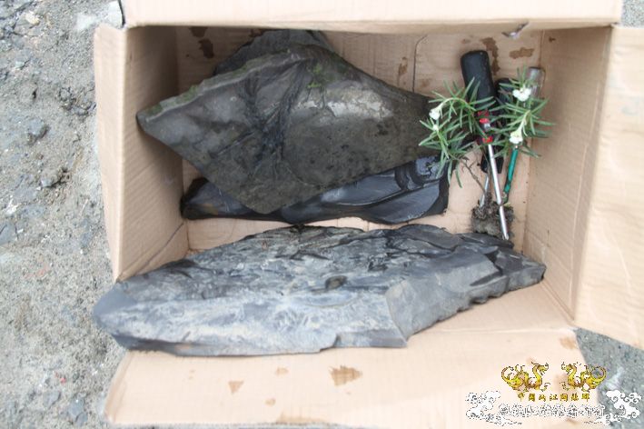 化石，要看野采化石的进来。