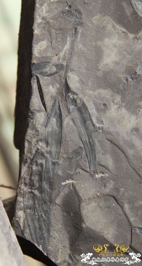 化石，要看野采化石的进来。