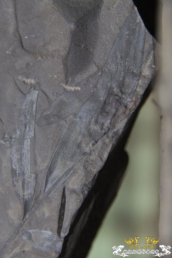 化石，要看野采化石的进来。