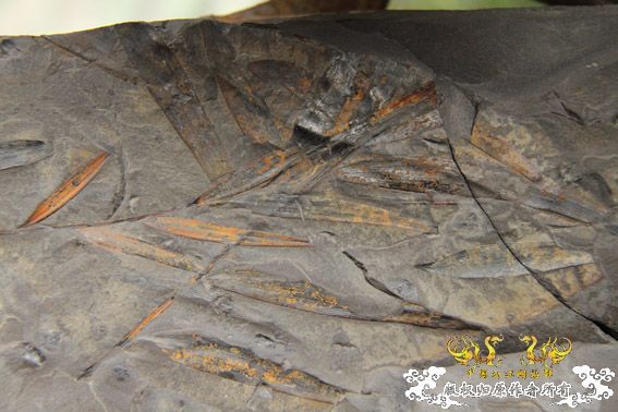 化石，要看野采化石的进来。