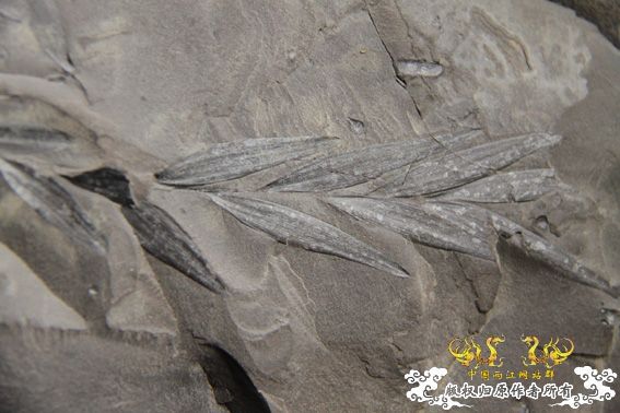 化石，要看野采化石的进来。