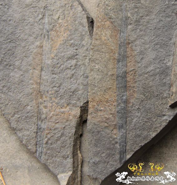 化石，要看野采化石的进来。