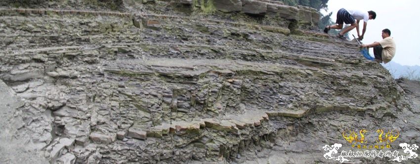 化石，要看野采化石的进来。