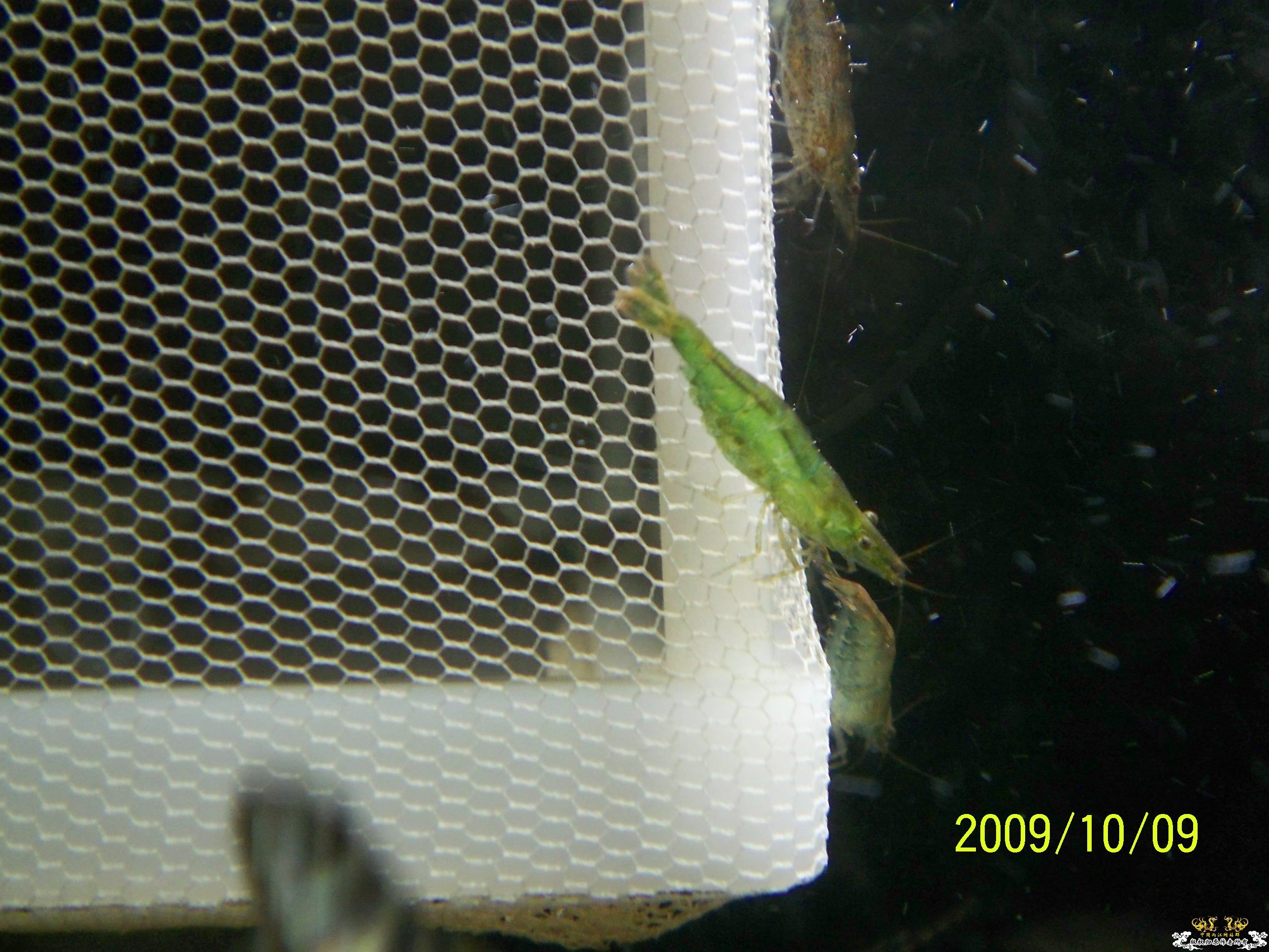 真正的清道夫！！