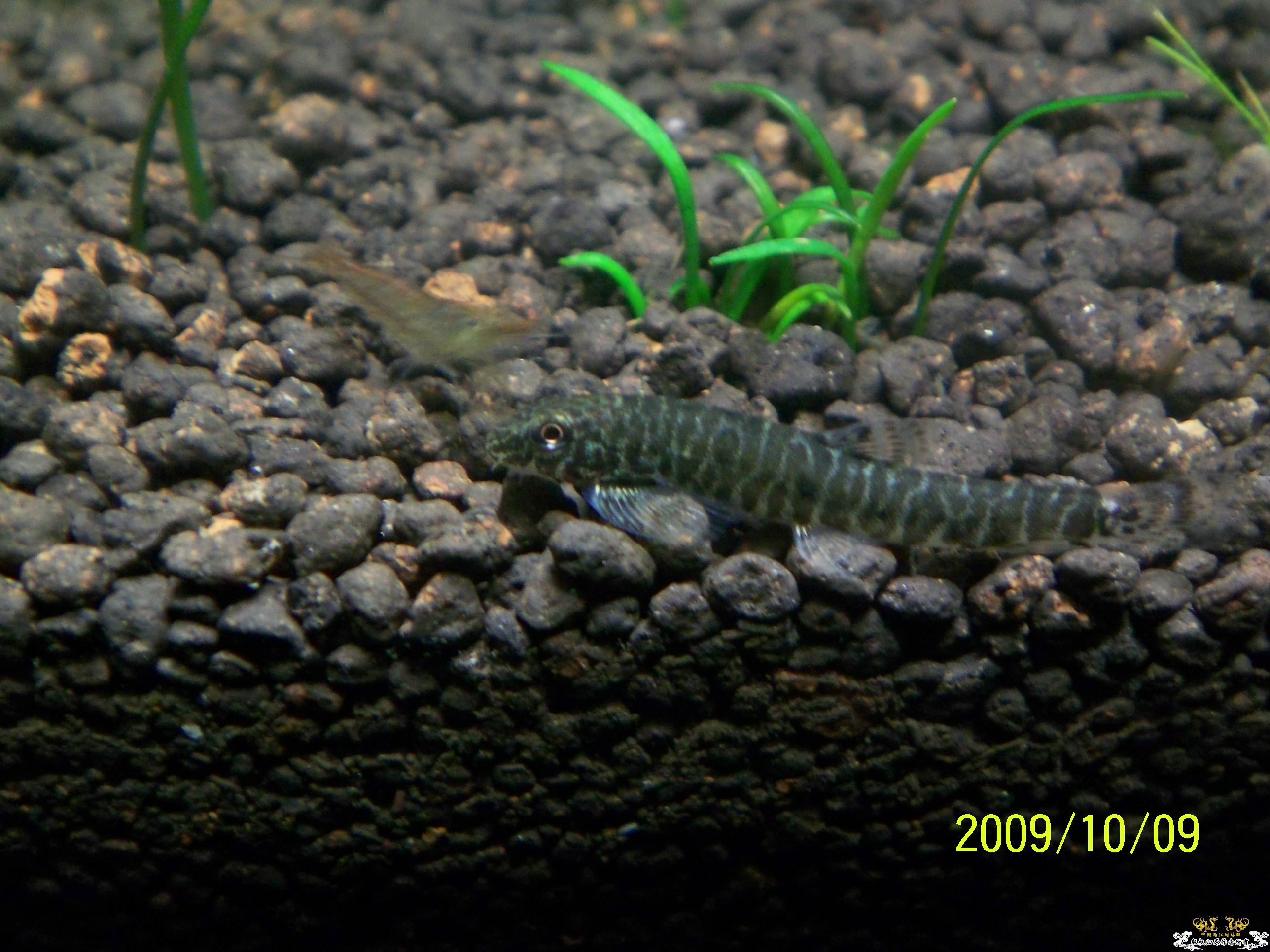 真正的清道夫！！