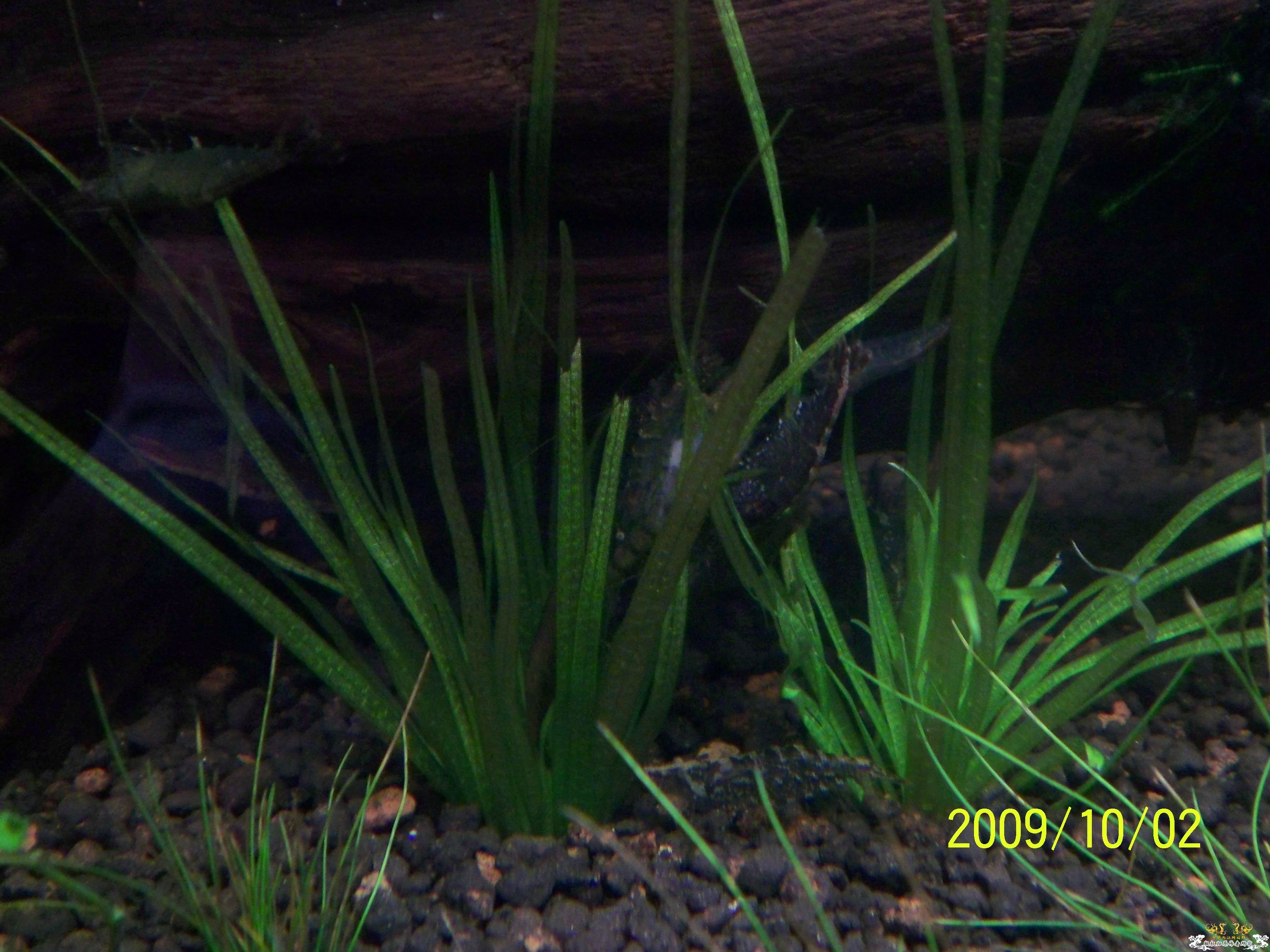 真正的清道夫！！