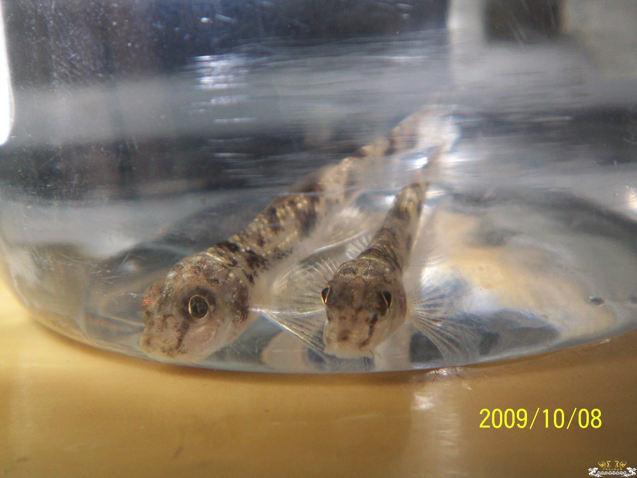 近日放生的几条小鱼！（帮认一下）