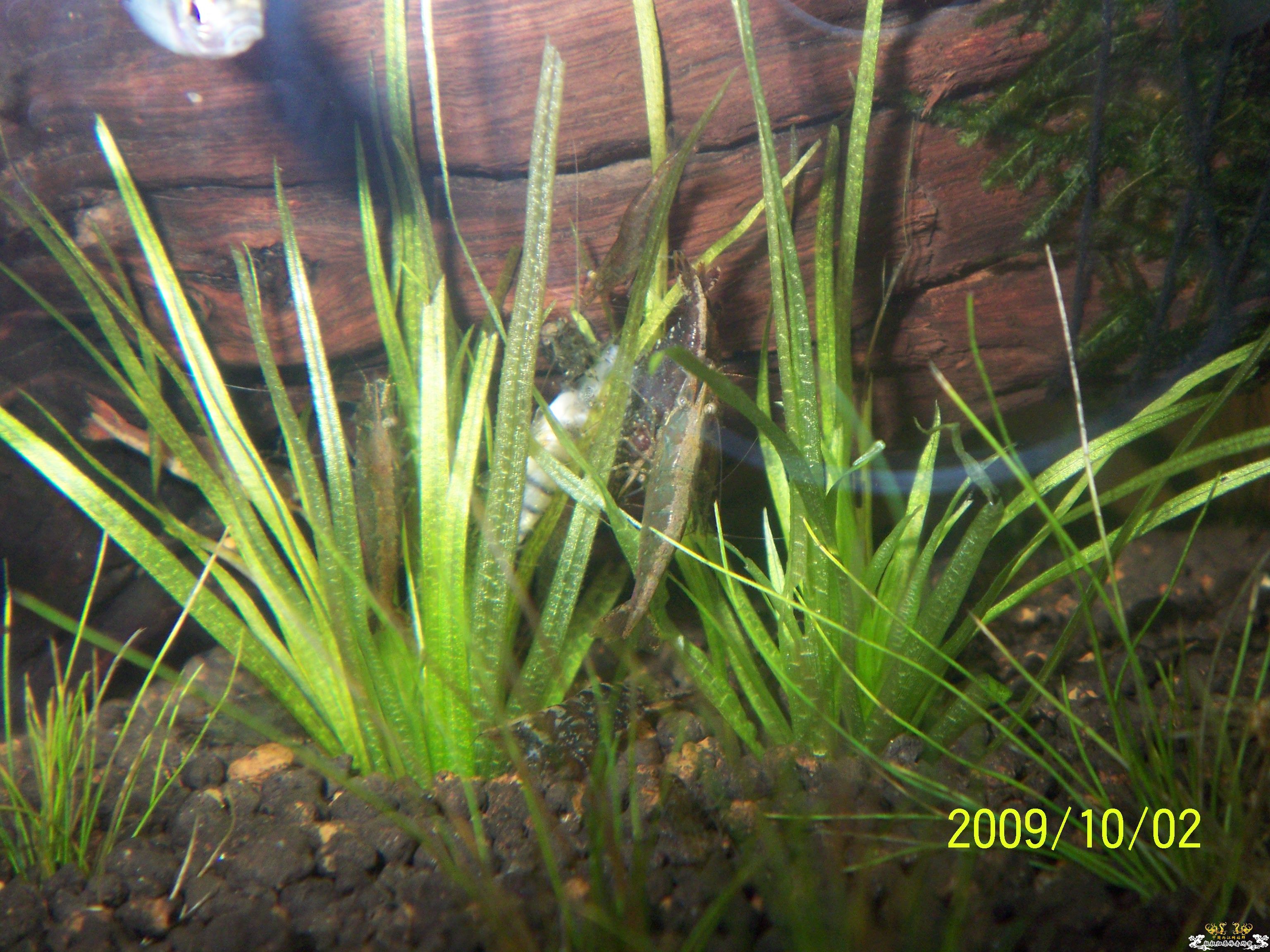 真正的清道夫！！