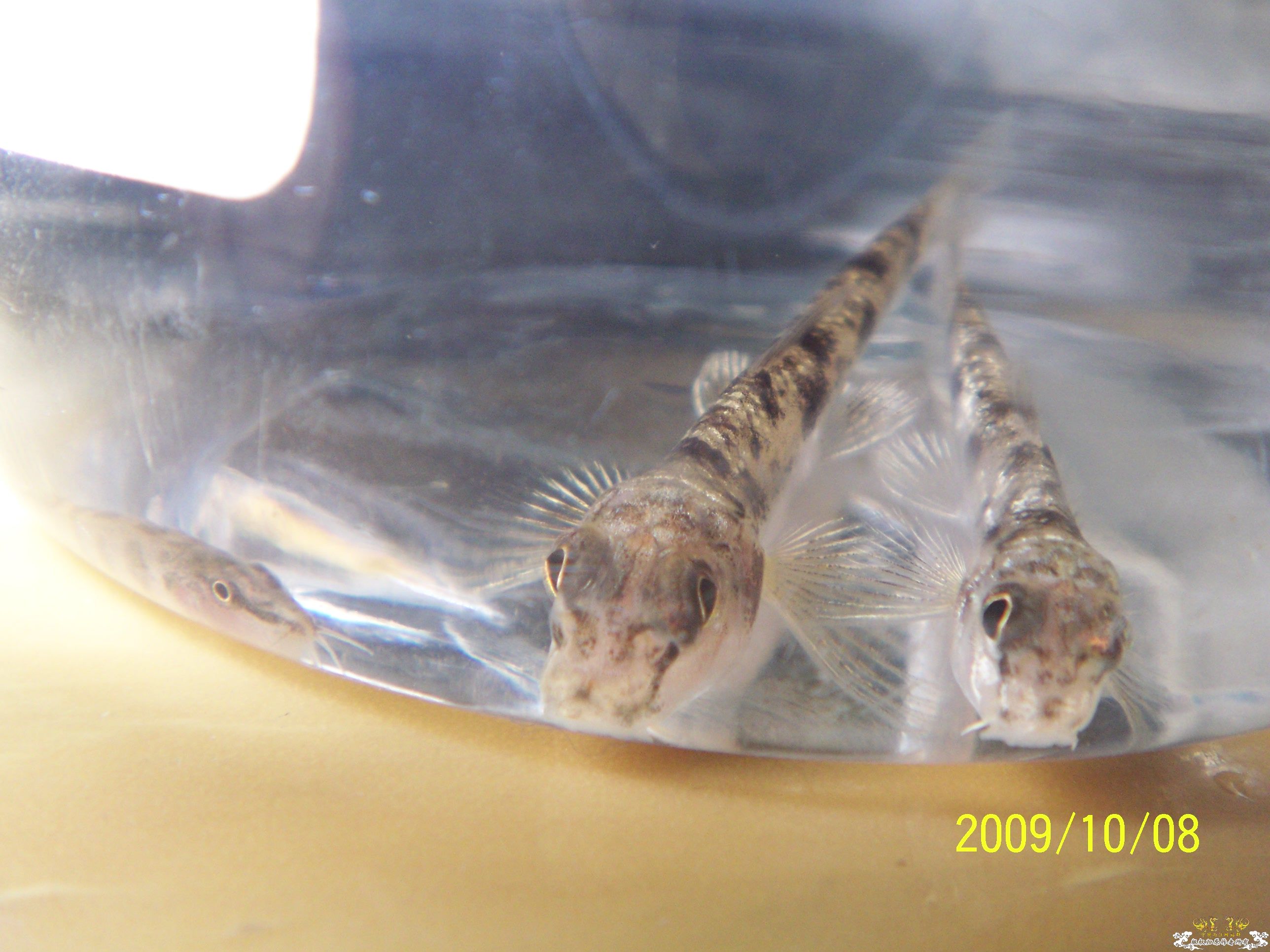 近日放生的几条小鱼！（帮认一下）