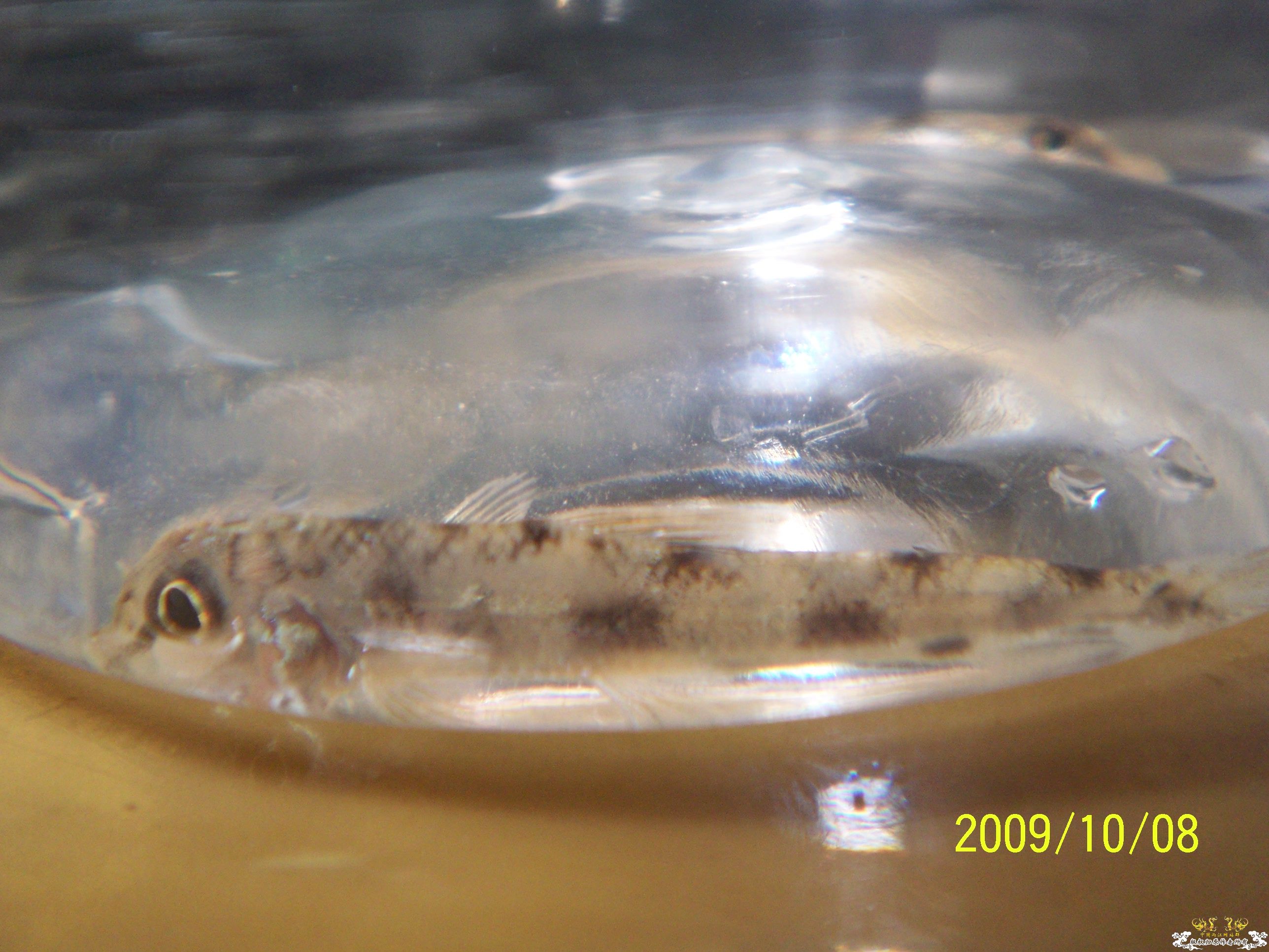 近日放生的几条小鱼！（帮认一下）