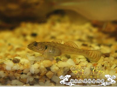 认鱼啦！！！！！