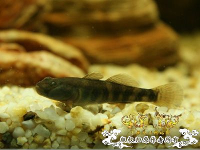 认鱼啦！！！！！