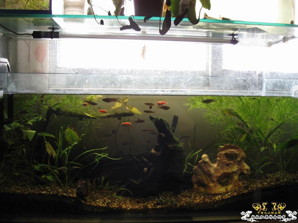 低成本制作的原生缸使用大半年心得...