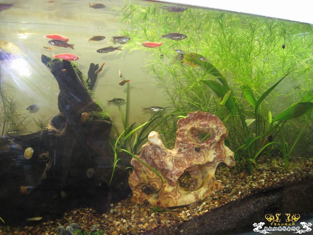 低成本制作的原生缸使用大半年心得...