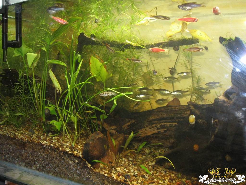 低成本制作的原生缸使用大半年心得...