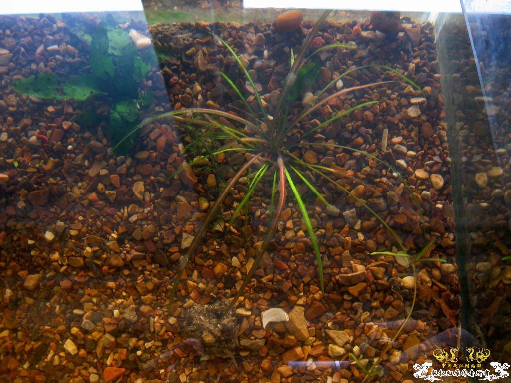 低成本制作的原生缸使用大半年心得...