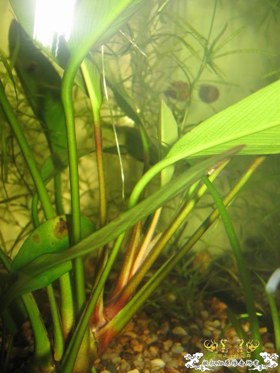 低成本制作的原生缸使用大半年心得...