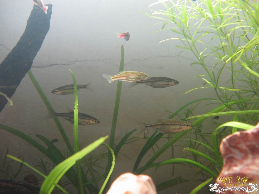 低成本制作的原生缸使用大半年心得...