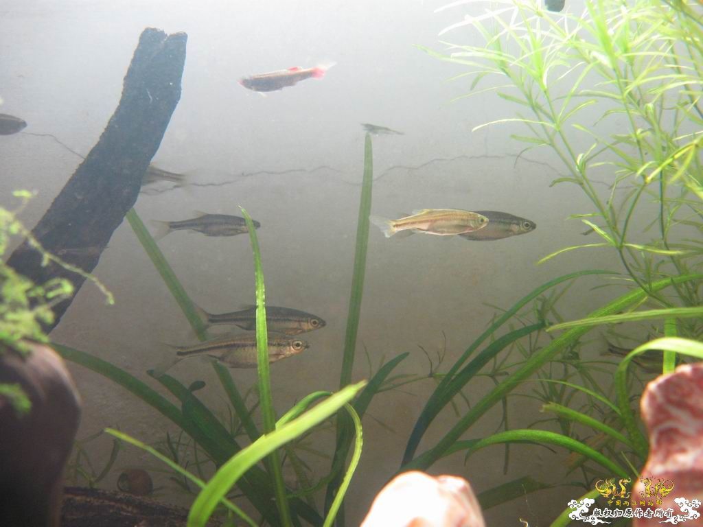 低成本制作的原生缸使用大半年心得...