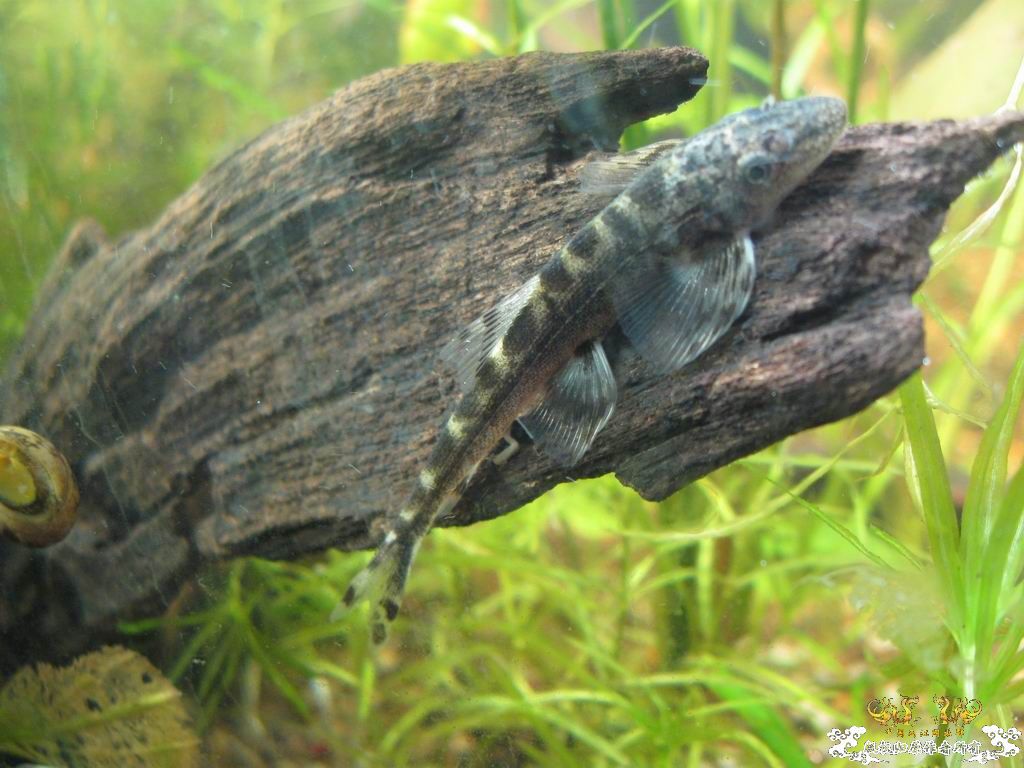 低成本制作的原生缸使用大半年心得...