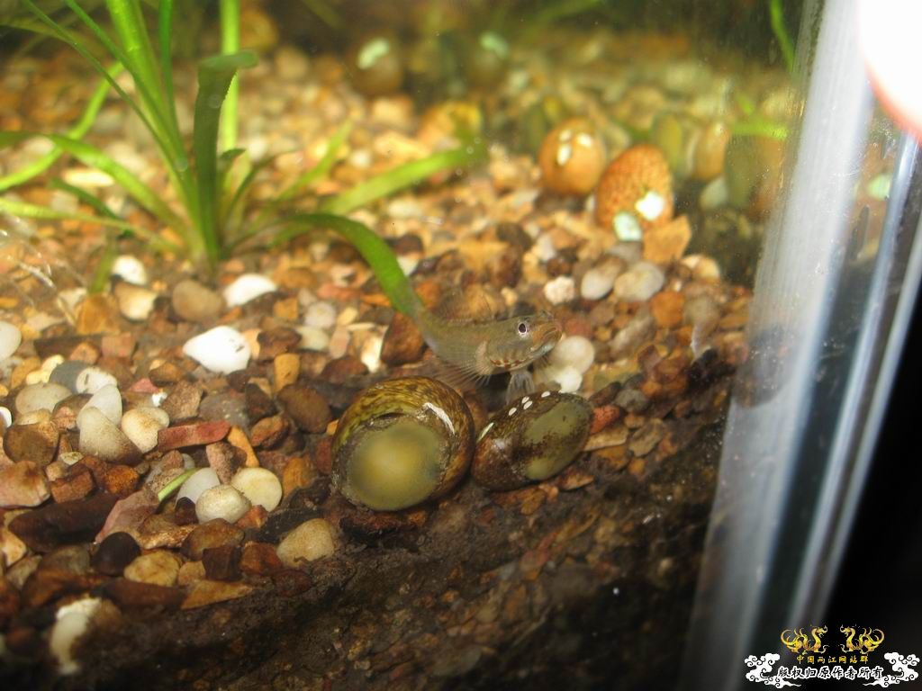 低成本制作的原生缸使用大半年心得...