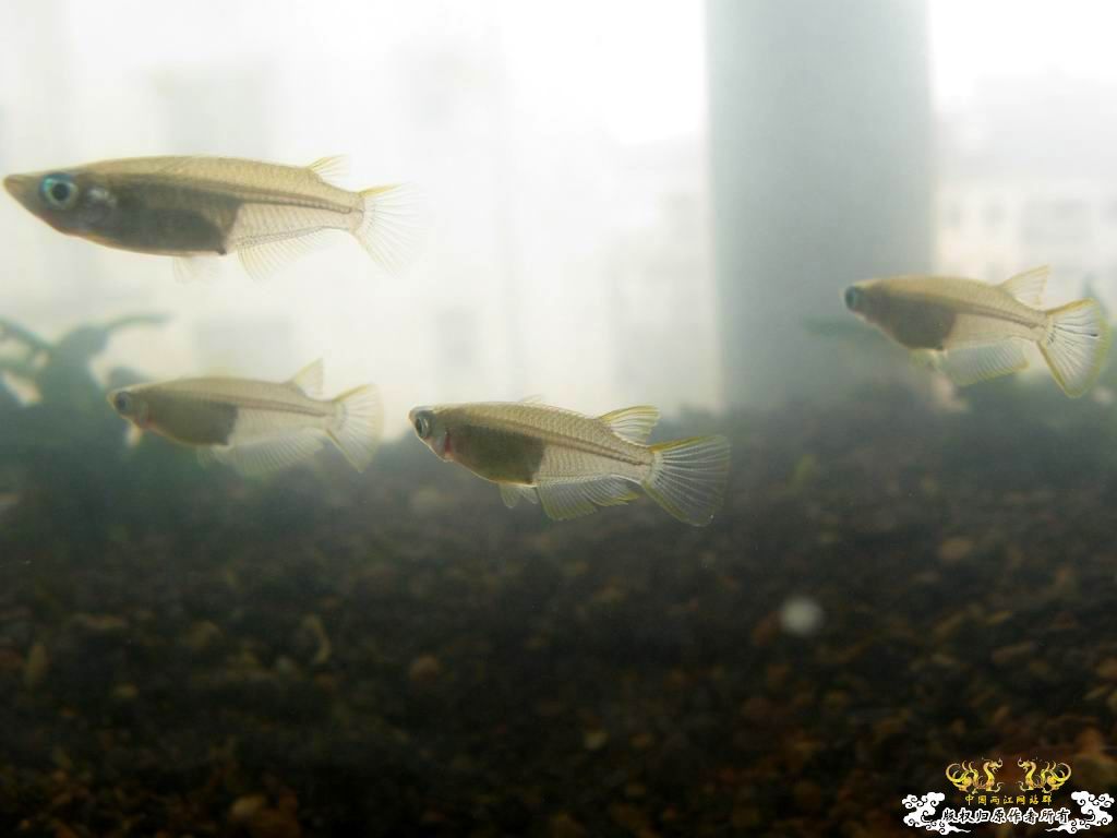 低成本制作的原生缸使用大半年心得...