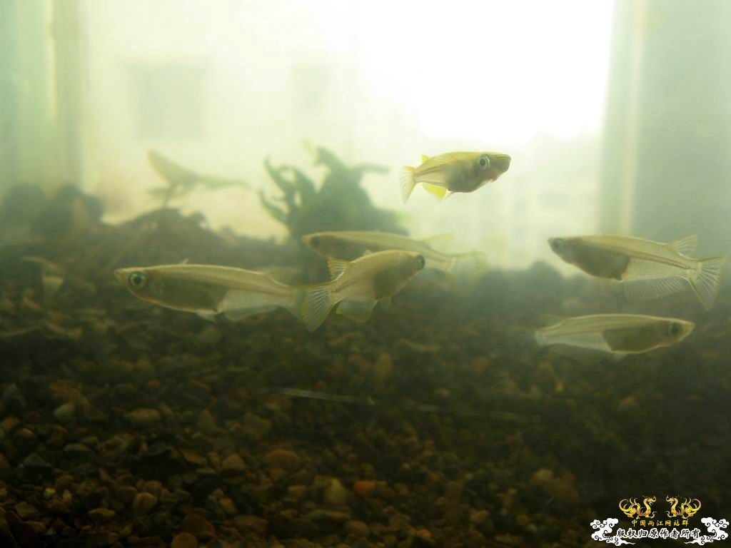 低成本制作的原生缸使用大半年心得...