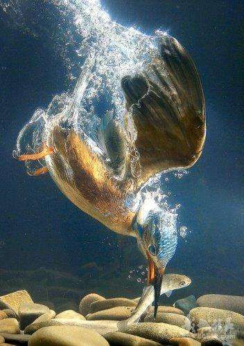 [转帖]转来转去的贴子，上面有几条鱼很有特色，请问，都叫什么名字？