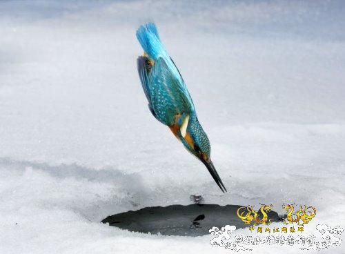 [转帖]转来转去的贴子，上面有几条鱼很有特色，请问，都叫什么名字？