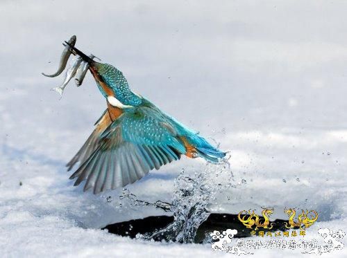 [转帖]转来转去的贴子，上面有几条鱼很有特色，请问，都叫什么名字？