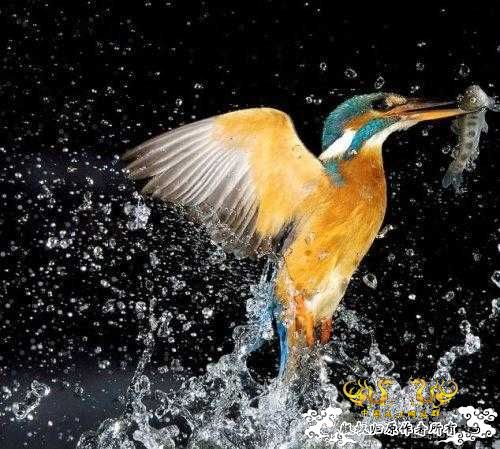 [转帖]转来转去的贴子，上面有几条鱼很有特色，请问，都叫什么名字？