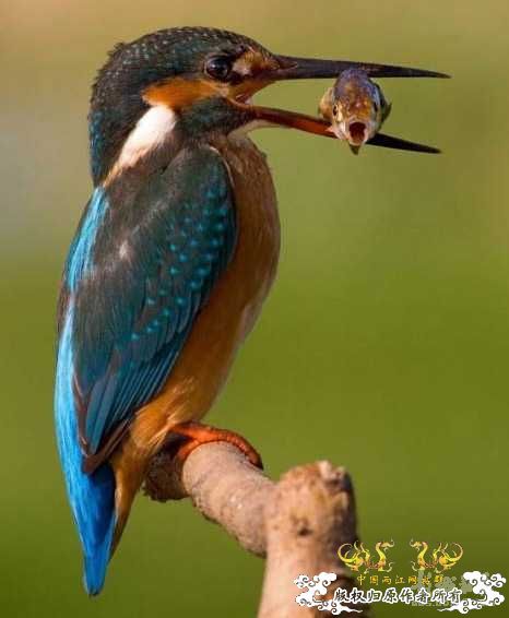 [转帖]转来转去的贴子，上面有几条鱼很有特色，请问，都叫什么名字？