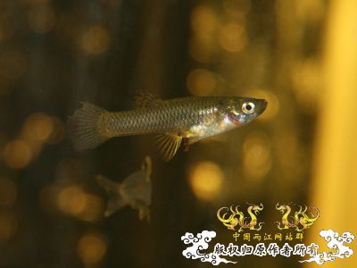 [讨论]继续认鱼·····