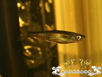 [讨论]继续认鱼·····