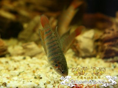 [讨论]继续认鱼·····