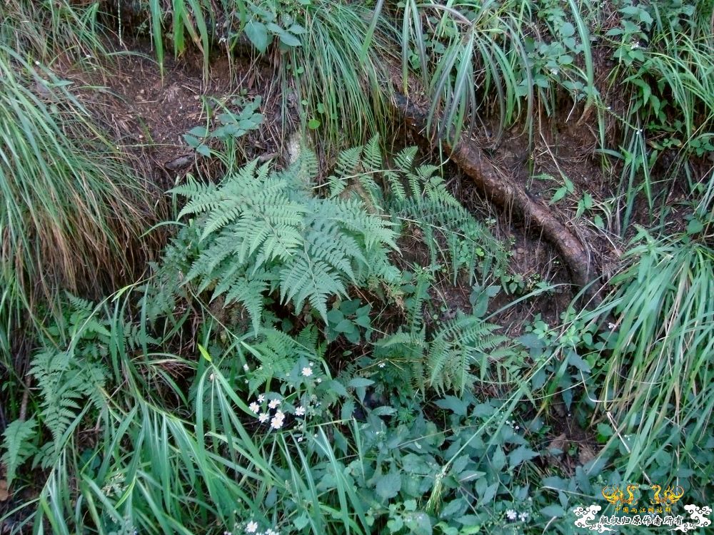 秋日山林·色彩