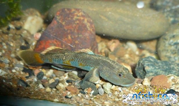 转发 某人于三峡采到的“【电光蓝虾虎】”