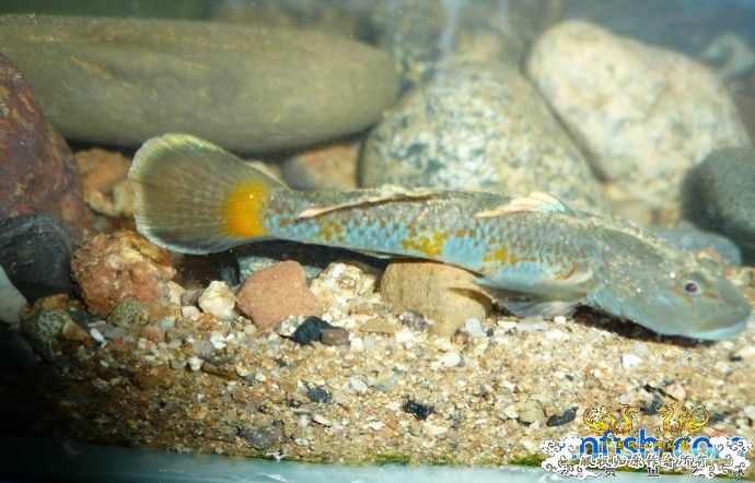 转发 某人于三峡采到的“【电光蓝虾虎】”