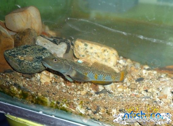 转发 某人于三峡采到的“【电光蓝虾虎】”