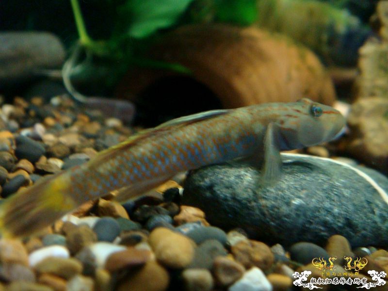 4p923zl6.jpg 4p923zl6.jpg