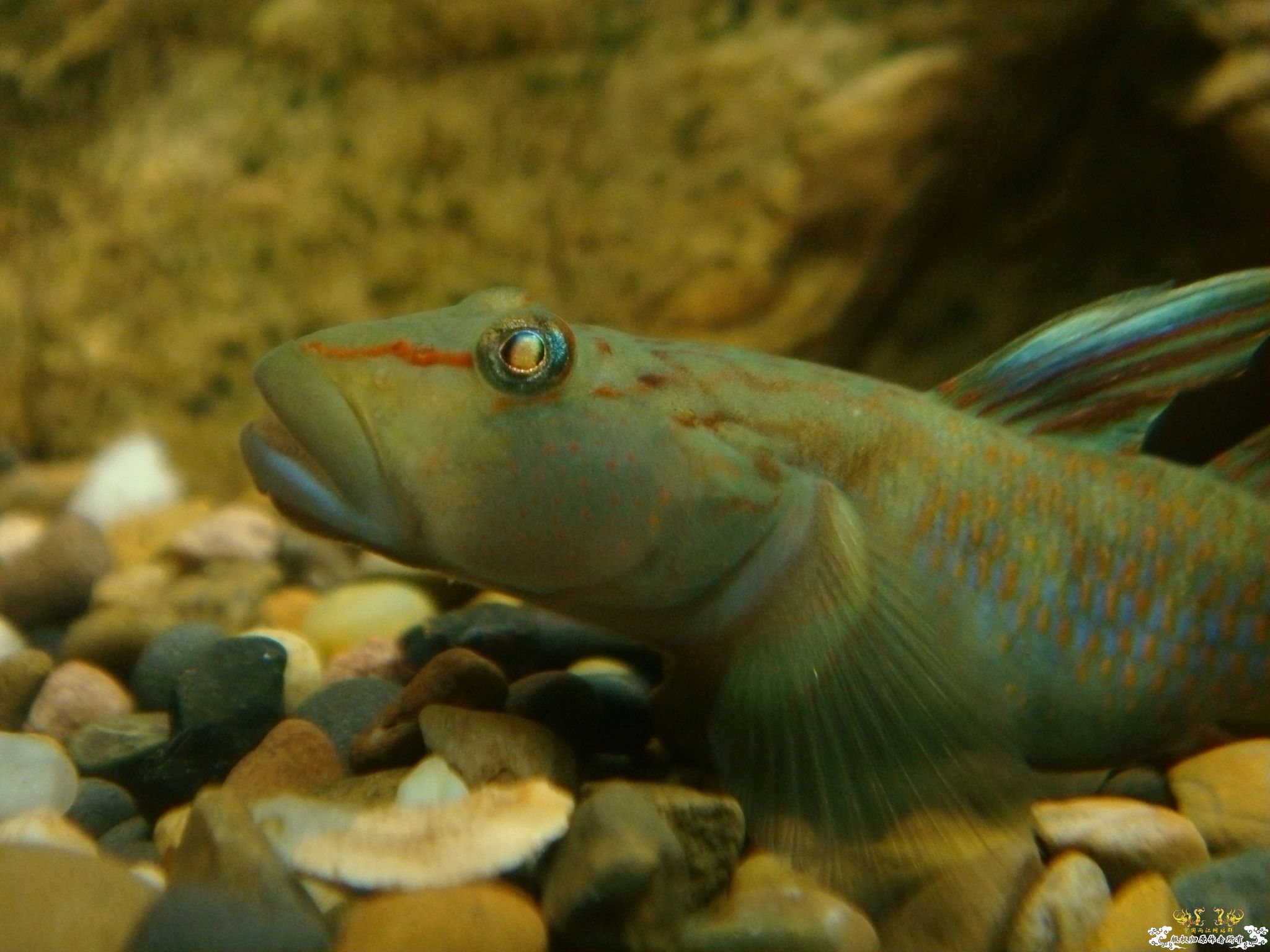 ozgytRq4.jpg ozgytRq4.jpg