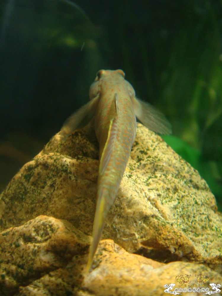 eWiLemKc.jpg eWiLemKc.jpg