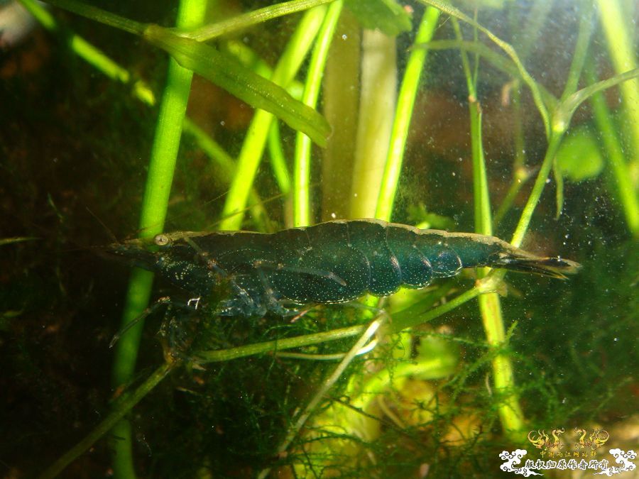 JuyiUI3s.jpg JuyiUI3s.jpg